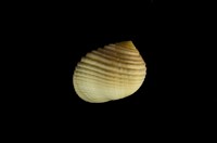 藏品(白肋蜑螺)的圖片